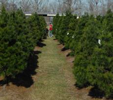 Miltons&#39; Christmas Tree Farm